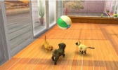 3DS Nintendogs+Cats - Toy Poodle